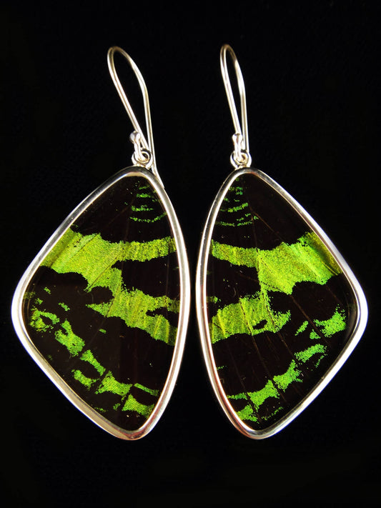 Shimmerwings "Green & Black Wing" Butterfly Earrings